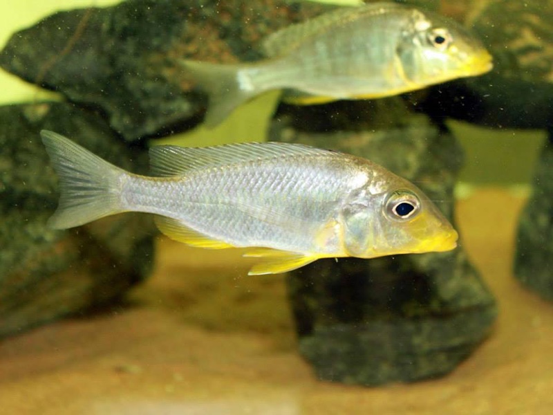 Taeniolethrinops furcicauda 'Malopa'